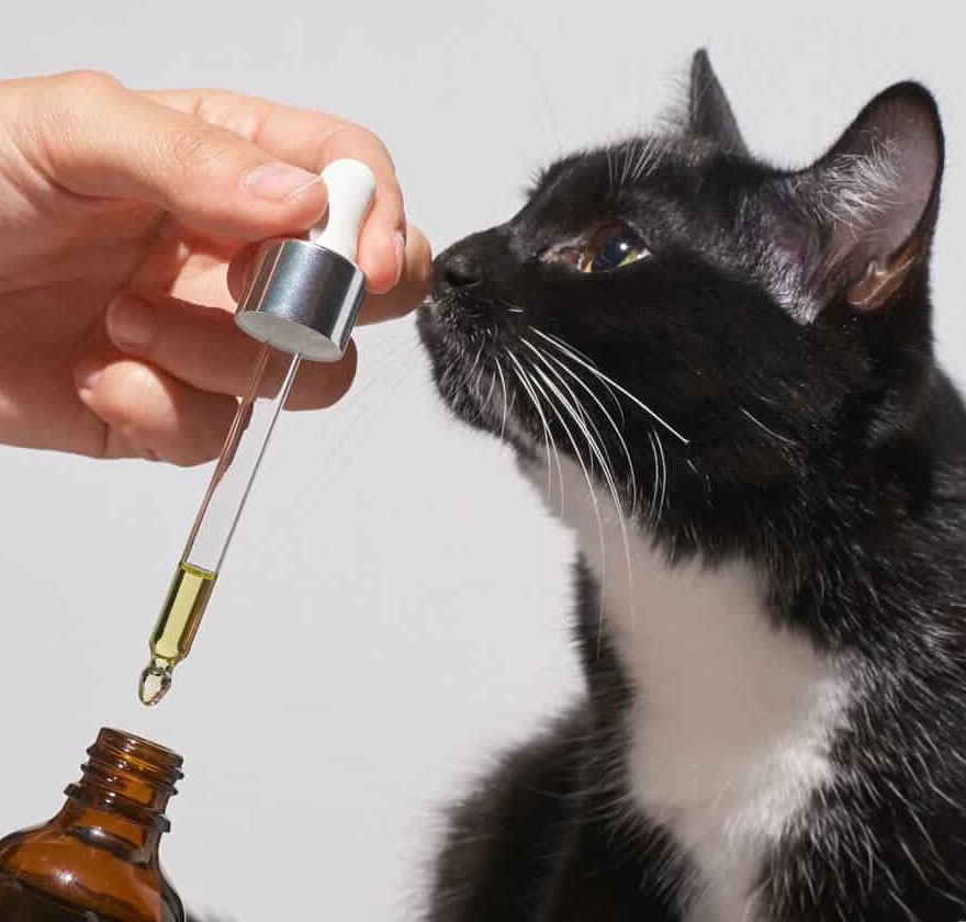 fitolabs_pet6