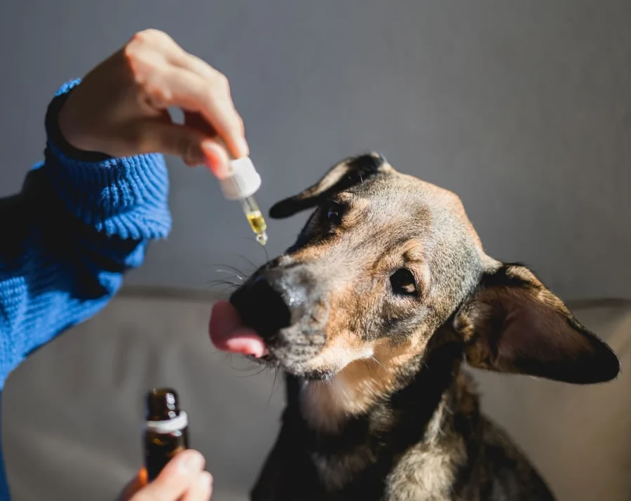 fitolabs_pet7
